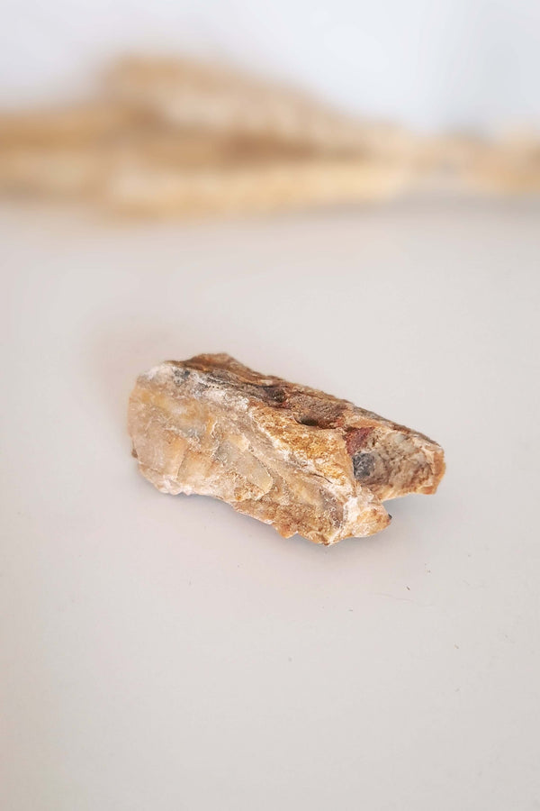 Pierre brute Bois Fossilisé fossile préhistorique - Pierre ancrage profond patience et instant présent
