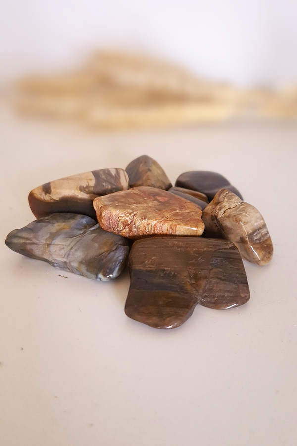 Pierre roulée - Bois fossilisé